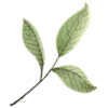 🌱