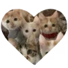🐈