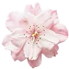 🌸