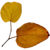 🍂
