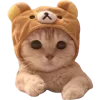 🐱