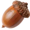 🌰