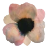 🌺
