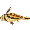 🐠