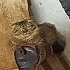 👹