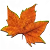 🍁