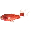 🐠