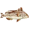 🐟