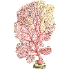 🪸