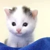 🖤