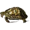 🐢