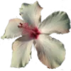 🌸