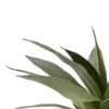 🌿