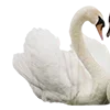 🦢