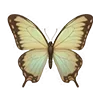 🦋