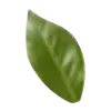 🍃