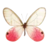 🦋