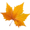 🍂