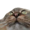 😯