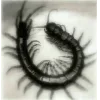 🕷️
