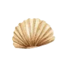 🐚