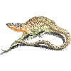 🦎