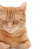 🐱