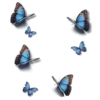 🦋