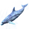 🐠