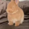 🌟