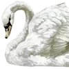 🦢