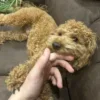 🤲