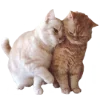 🐈