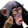 🐒