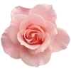 🌸