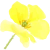 🌼