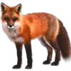 🦊