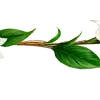 🌿