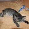 😴
