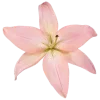 🌸