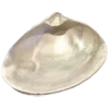 🐚