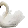 🦢