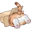 🐱
