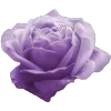 🌸