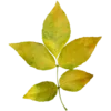 🌿