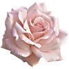 🌸