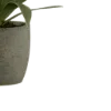 🌿