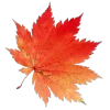 🍁