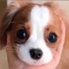 🐶