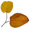 🍂